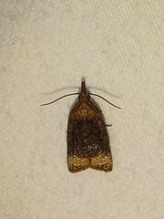 Platynota flavedana
