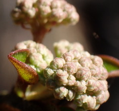 Viburnum obovatum