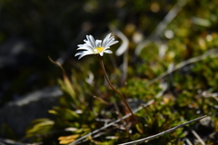 Brachyscome sinclairii