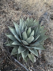 Agave parryi parryi