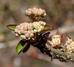Viburnum obovatum