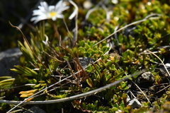 Brachyscome sinclairii