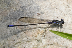 Argia nigrior