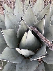 Agave parryi parryi