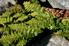 Polystichum cystostegium