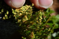 Polystichum cystostegium