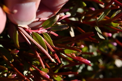 Epilobium porphyrium