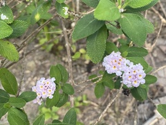 Lantana involucrata