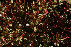 Epilobium porphyrium
