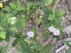 Lantana involucrata