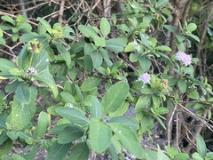 Lantana involucrata