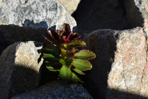 Veronica haastii, photograph 5