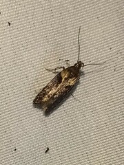 Chionodes mediofuscella