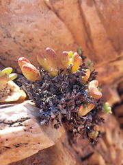 Conophytum bilobum