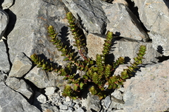 Veronica haastii