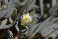 Stellaria roughii
