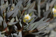 Stellaria roughii