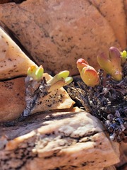 Conophytum bilobum