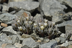 Stellaria roughii