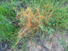 Cuscuta californica