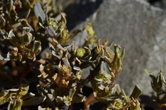 Lignocarpa carnosula
