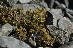 Lignocarpa carnosula