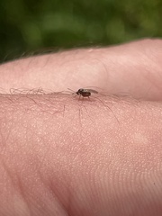 Cynipoidea