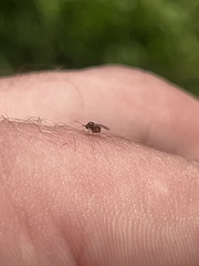 Cynipoidea