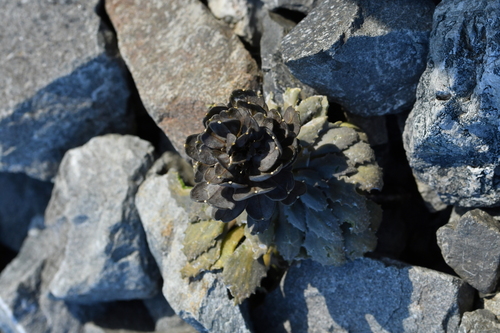Image of Notothlaspi rosulatum by (c) Christopher Stephens, some rights reserved (CC BY-SA)