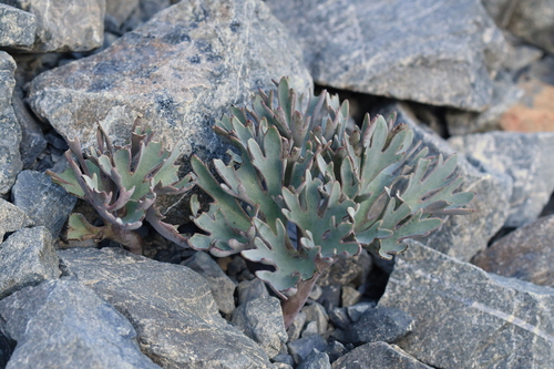 Image of Ranunculus haastii by (c) Christopher Stephens, some rights reserved (CC BY-SA)