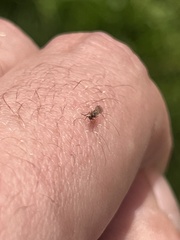 Cynipoidea
