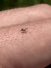 Cynipoidea