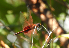 Tramea stenoloba
