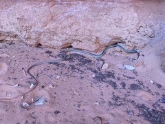 Masticophis taeniatus