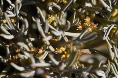 Lignocarpa carnosula
