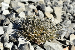 Lignocarpa carnosula