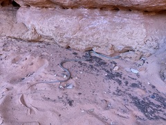Masticophis taeniatus