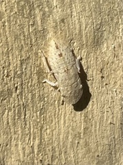 Ledromorpha