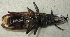 Stenodontes exsertus