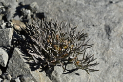 Lignocarpa carnosula