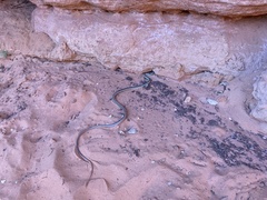 Masticophis taeniatus