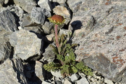 Leptinella dendyi, photograph 1
