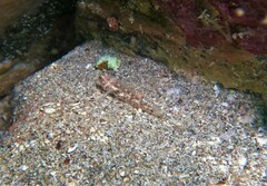 Coryphopterus urospilus