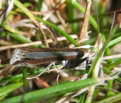 Crambus praefectellus