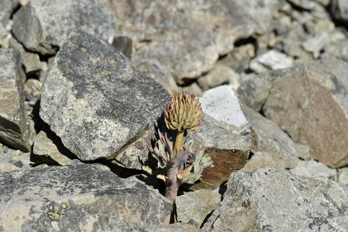 Image of Ranunculus haastii by (c) Christopher Stephens, some rights reserved (CC BY-SA)
