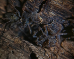 Metagyndes pulchella