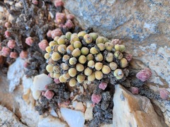 Conophytum meyeri