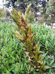 Tillandsia pastensis