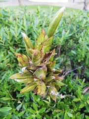 Tillandsia pastensis