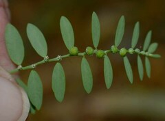 Phyllanthus debilis
